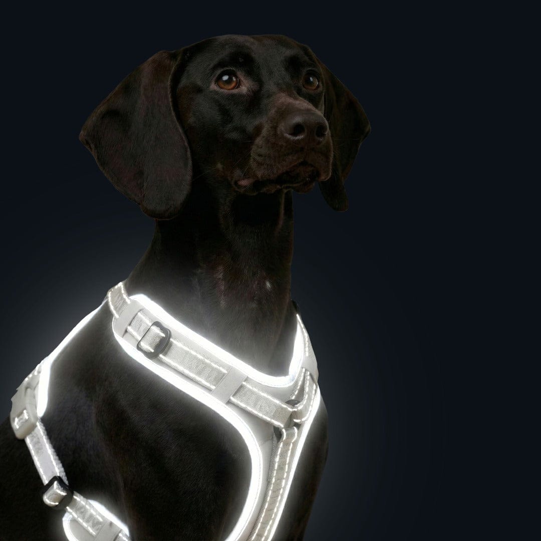 Hundegeschirr Reflektierend Hochsichtbar Verstellbar